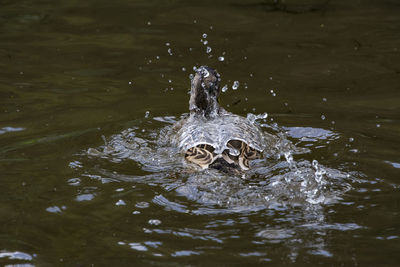 High angle view of duck swimming in lake