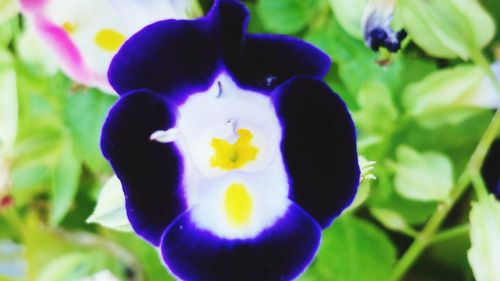 Close-up of blue flower against blurred background