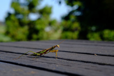 Close-up of insect on wood