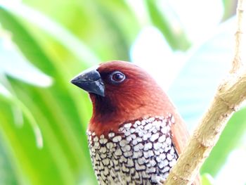 Close-up of bird perching on tree trunk