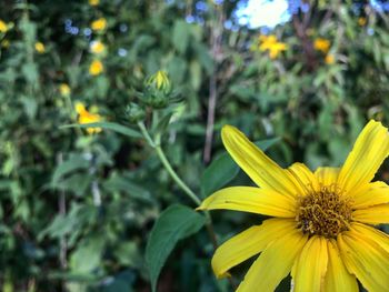 Close-up of yellow flower blooming outdoors