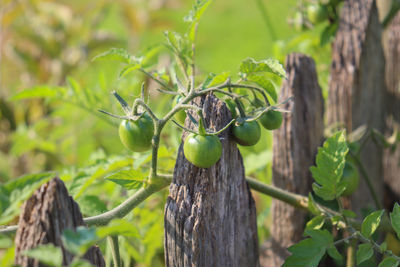 Green tomatoes on vine climbing old timber picket fence