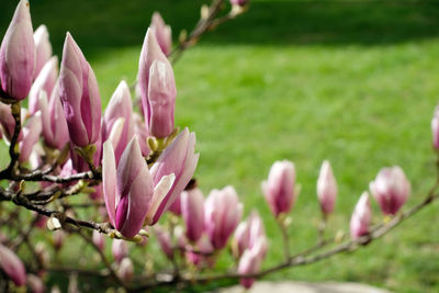 Close-up of pink flowers