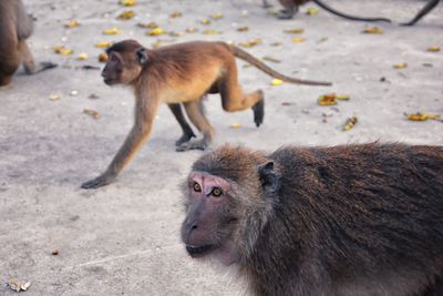 Macaque long tailed monkey close-up phuket town river genus macaca cercopithecinae thailand asia