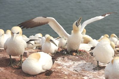 View of birds by the lake