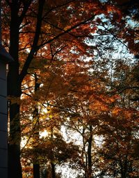 Low angle view of trees in forest during autumn