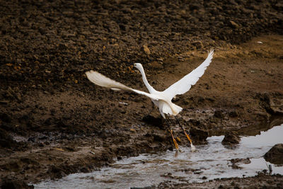 White bird flying over water