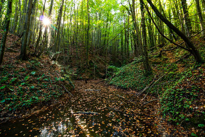 Trees in forest