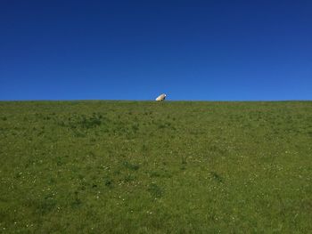 View of grassy field against clear blue sky