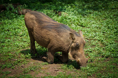 Side view of warthog on field