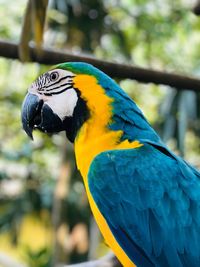 Close-up of parrot perching on tree