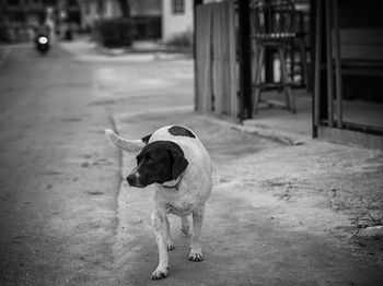 Stray dog on street