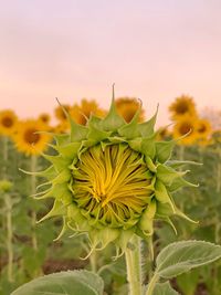 Close-up of yellow flowering plant on field against sky