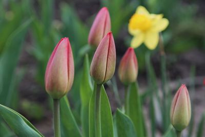 Close-up of pink tulips
