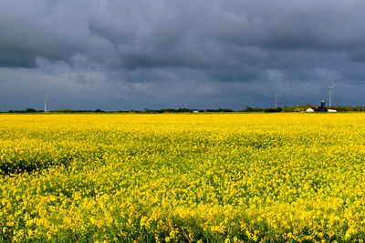 Scenic view of oilseed rape field against cloudy sky