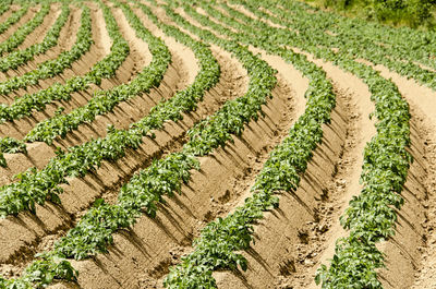 Rows of tomato plants growing in the loess soil of the dutch province of limburg