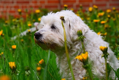Close-up of white dog in a dundelion field