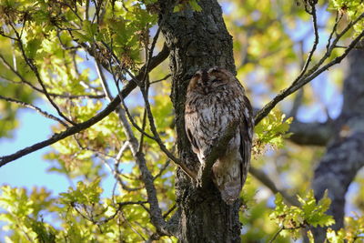 A tawny owl