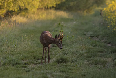 Deer standing on field