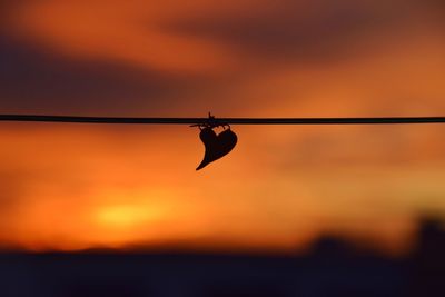 Silhouette of leaves on cable at sunset