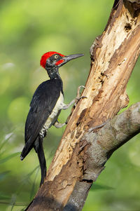 Close-up of bird perching on tree