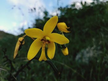 Close-up of yellow flowering plant