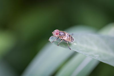 Close-up of insect on leaf