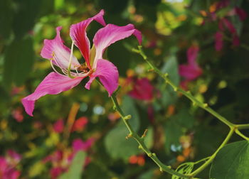 Close-up of pink flowers