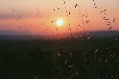 Scenic view of silhouette field against sky during sunset