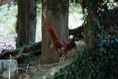 Rooster at a farm