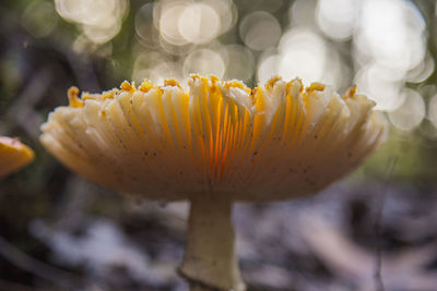 Close-up of yellow flowering plant