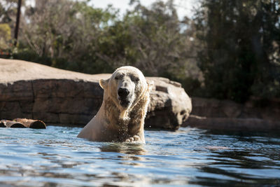 Polar bear swimming in lake