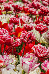 Close-up of red flowering plants