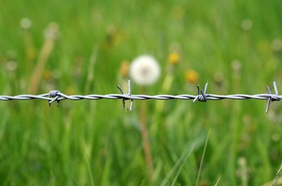 Close-up of barbed wire on field