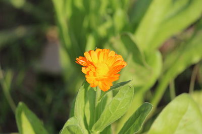 Close-up of orange flower on leaf