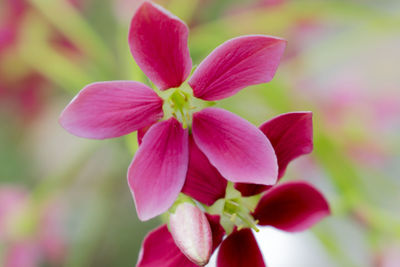 Close-up of pink flowering plant