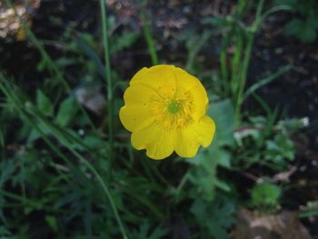 Close-up of yellow flower