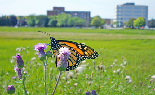 Close-up of butterfly perching on flower