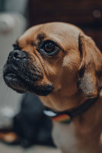 Close-up of dog looking away