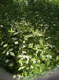 Close-up of white flowering plant