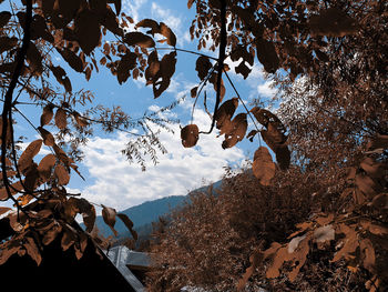 Low angle view of leaves on tree against sky