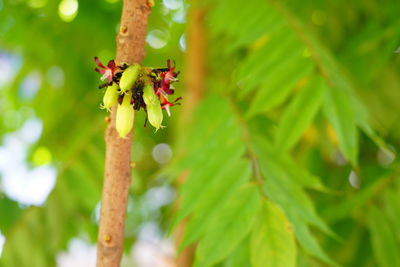 Close-up of insect on flower