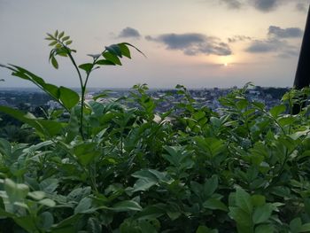 Close-up of fresh plants on field against sky during sunset