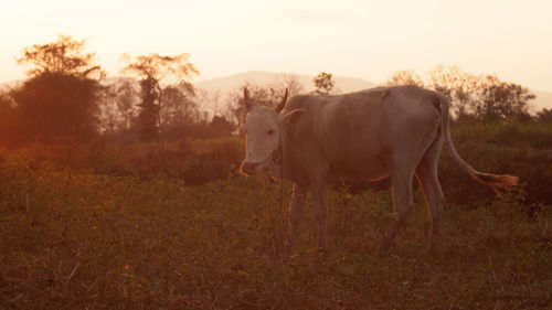 Cow standing on grassy field