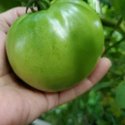 Close-up of hand holding apple