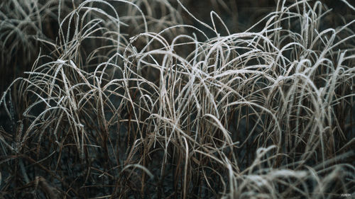 Close-up of plants growing on field