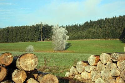 Stack of logs in forest