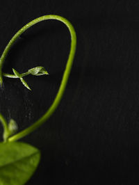 Close-up of green plant