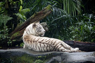 Cat relaxing in a zoo