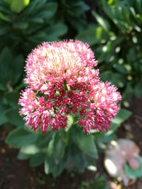 Close-up of pink flowers blooming outdoors